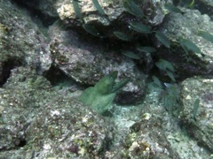 Gymnothorax castaneus