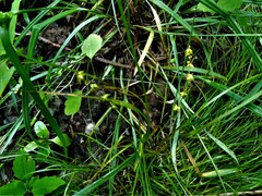 Carex radiata