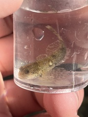 Cottus bairdii