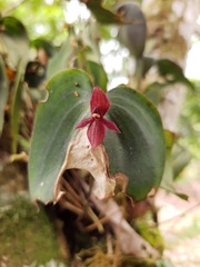 Pleurothallis cardiostola