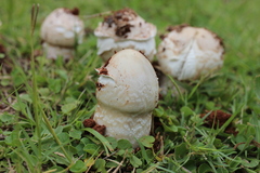 Termitomyces reticulatus