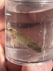 Cottus bairdii