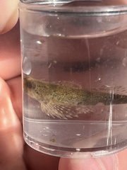 Cottus bairdii
