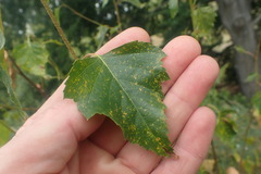 Melampsoridium betulinum