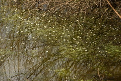 Batrachium