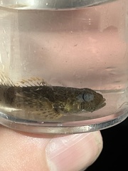 Cottus bairdii