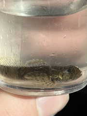 Cottus bairdii