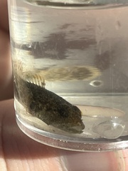 Cottus bairdii