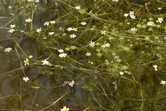 Batrachium