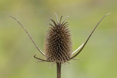 Dipsacus sativus