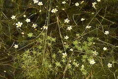 Batrachium