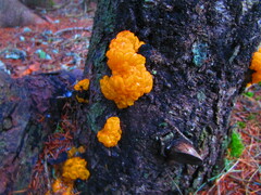 Agaricomycotina