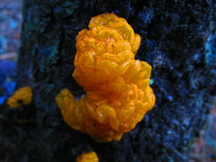 Agaricomycotina