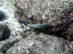 Cephalopholis panamensis