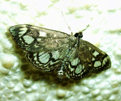 Anania coronata