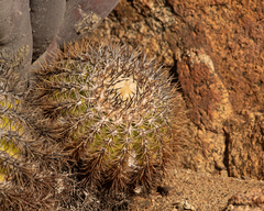 Copiapoa cinerascens