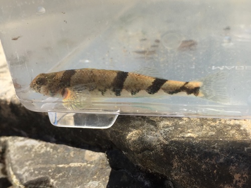 Blenny darter (Etheostoma blennius) — Percidae — 5