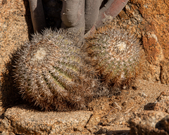 Copiapoa cinerascens
