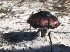 Laccaria trullisata