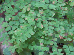 Adiantum amplum