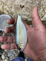 Brycon moorei