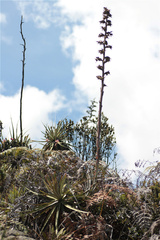 Puya bicolor
