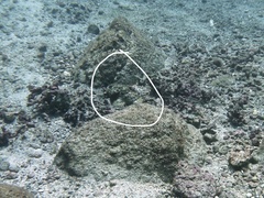 Scorpaenidae