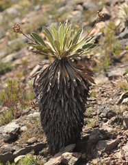 Espeletia corymbosa