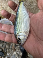 Brycon moorei