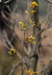 Cyrtochilum densiflorum