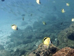 Johnrandallia nigrirostris