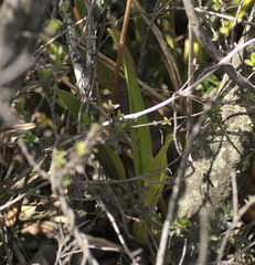Cyrtochilum densiflorum