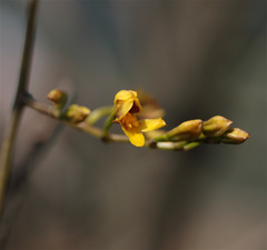 Cyrtochilum densiflorum