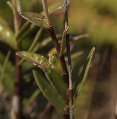 Epidendrum arachnoglossum