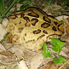 Sclerophrys pardalis