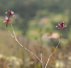 Epidendrum arachnoglossum