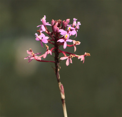Epidendrum arachnoglossum