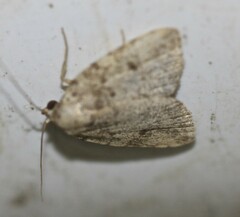 Tolpia conscitulana