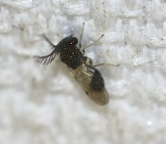 Eucharitidae