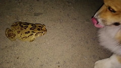 Sclerophrys pardalis