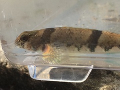 Etheostoma blennius
