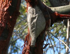 Parachartergus apicalis