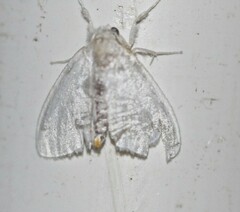 Euzora collucens