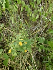 Abutilon viscosum