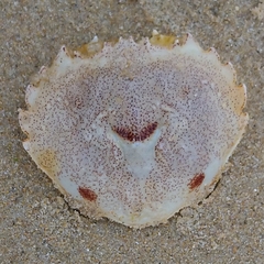 Ovalipes trimaculatus