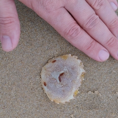 Ovalipes trimaculatus