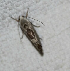 Tymbophora peltastis