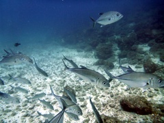 Caranx sexfasciatus