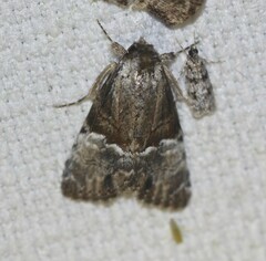 Alophosoma emmelopis