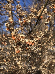 Euonymus